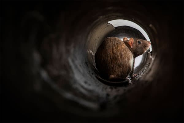 rat-inside-dark-pipe