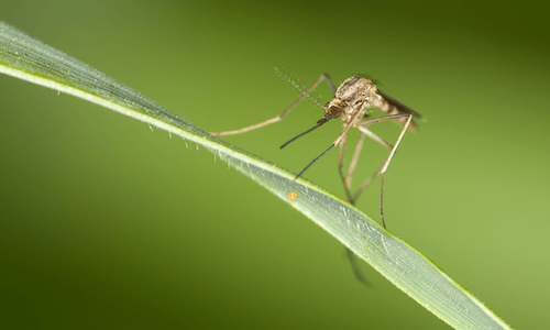  A close up of a mosquito on a leaf