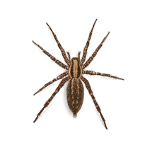 Funnelweb Spiders