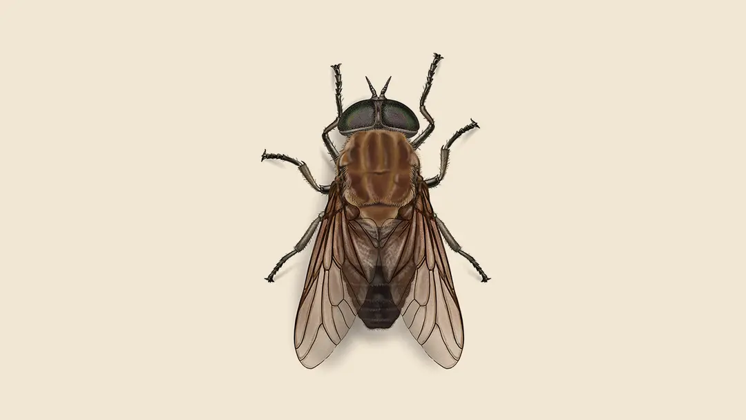 Horse Fly Facts & Information | Get Rid of Horse Flies | Orkin Horse Fly Facts & Information | Get Rid of Horse Flies | Orkin