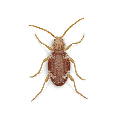 Whitemarked Spider Beetle Illustration