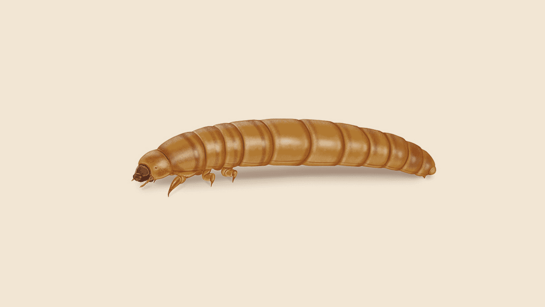 Yellow mealworm illustration
