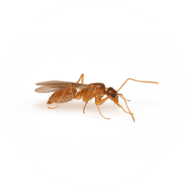 Tawny Crazy Ants