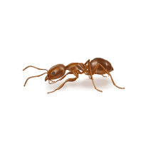 How to Identify Argentine Ants | Ant Facts 