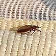 Bed Bug Crawling on a Bed