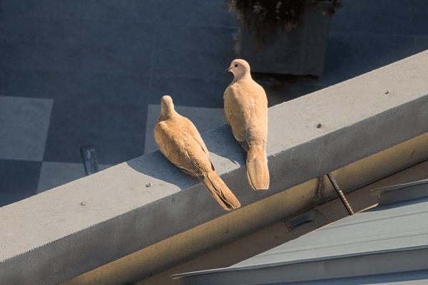 Doves on concrete ledge