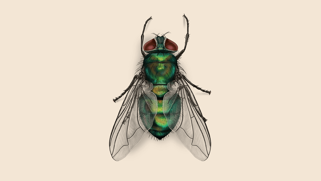 Blow fly illustration