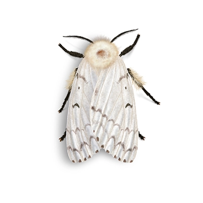 Spongy Moth illustration
