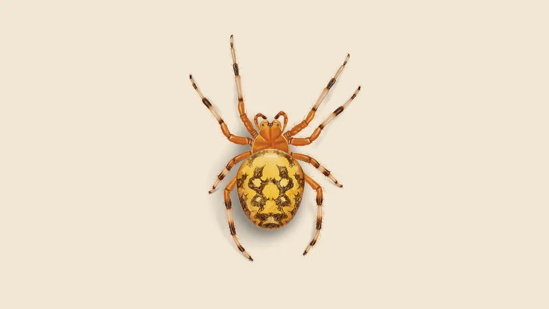 Orange Garden Spider Illustration