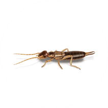 Earwigs Exterminator - How To Identify & Get Rid Of Earwigs