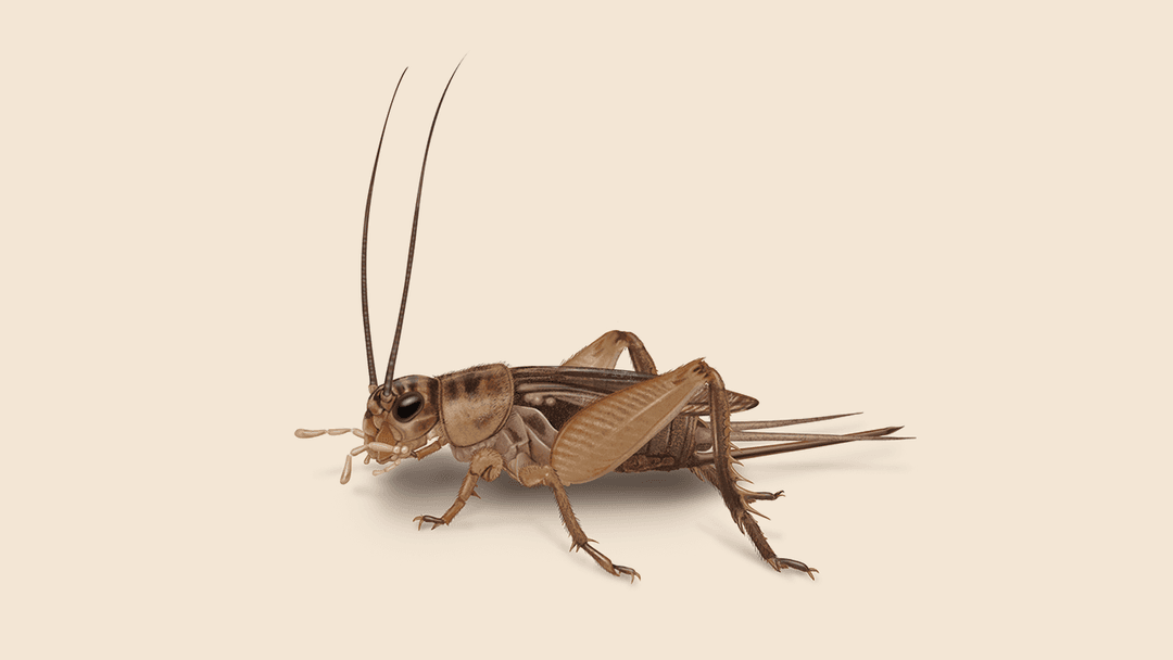 Cricket illustration
