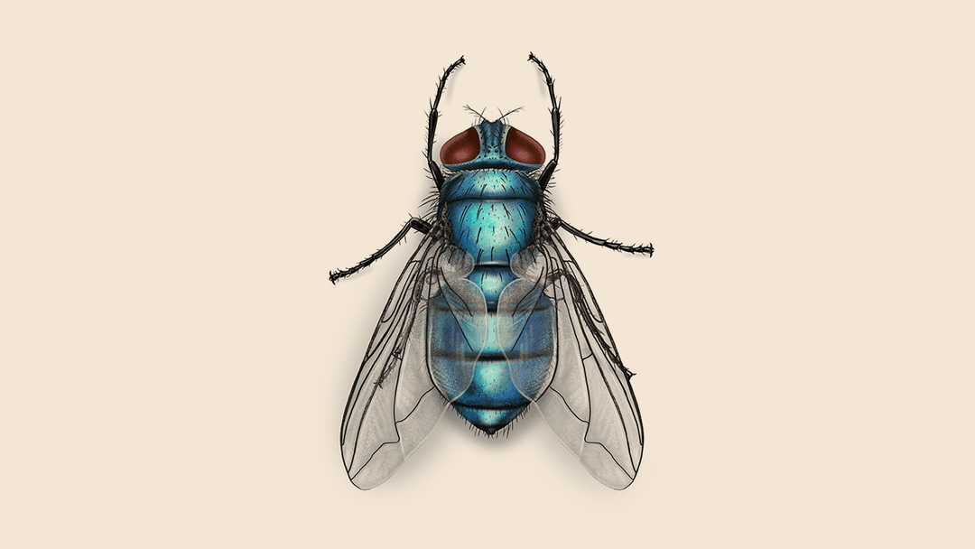 Bottle fly illustration