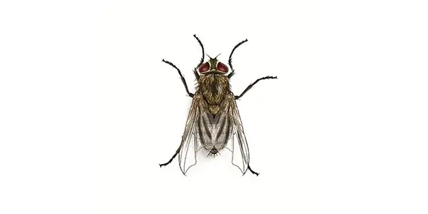 Cluster fly Illustration