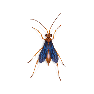 Spider Wasp Illustration