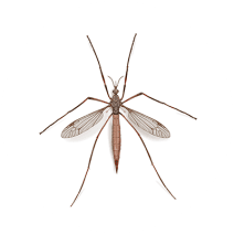 Crane Fly Facts | Mosquito Hawk vs. Crane Flies 