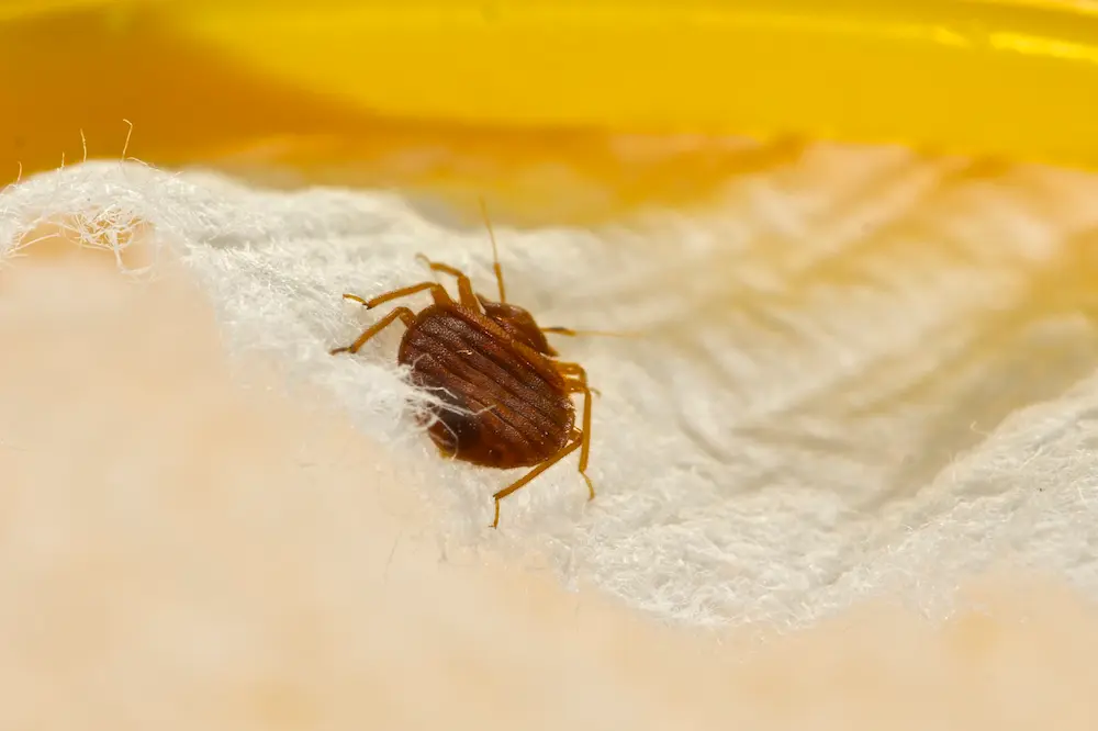 Magnified Picture of Adult Bed Bug