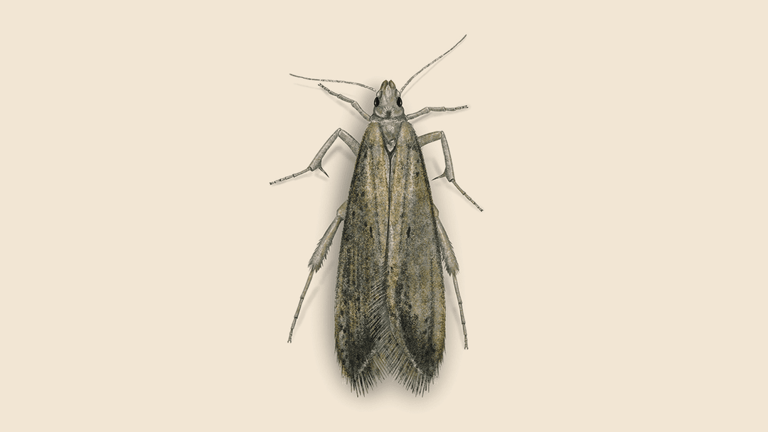 Angoumois Grain Moth Illustration