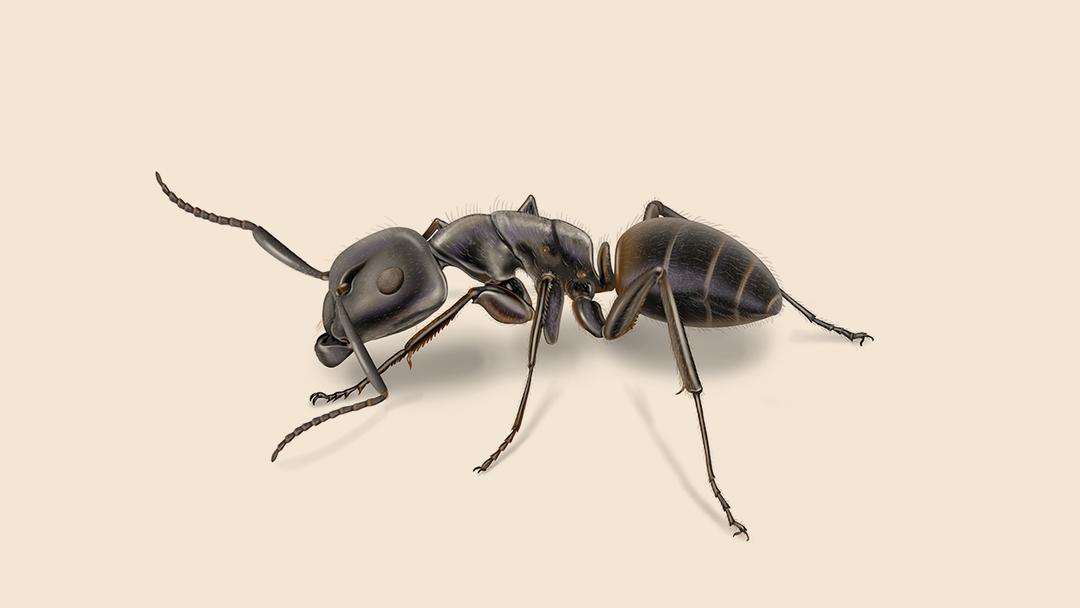 Carpenter ant illustration
