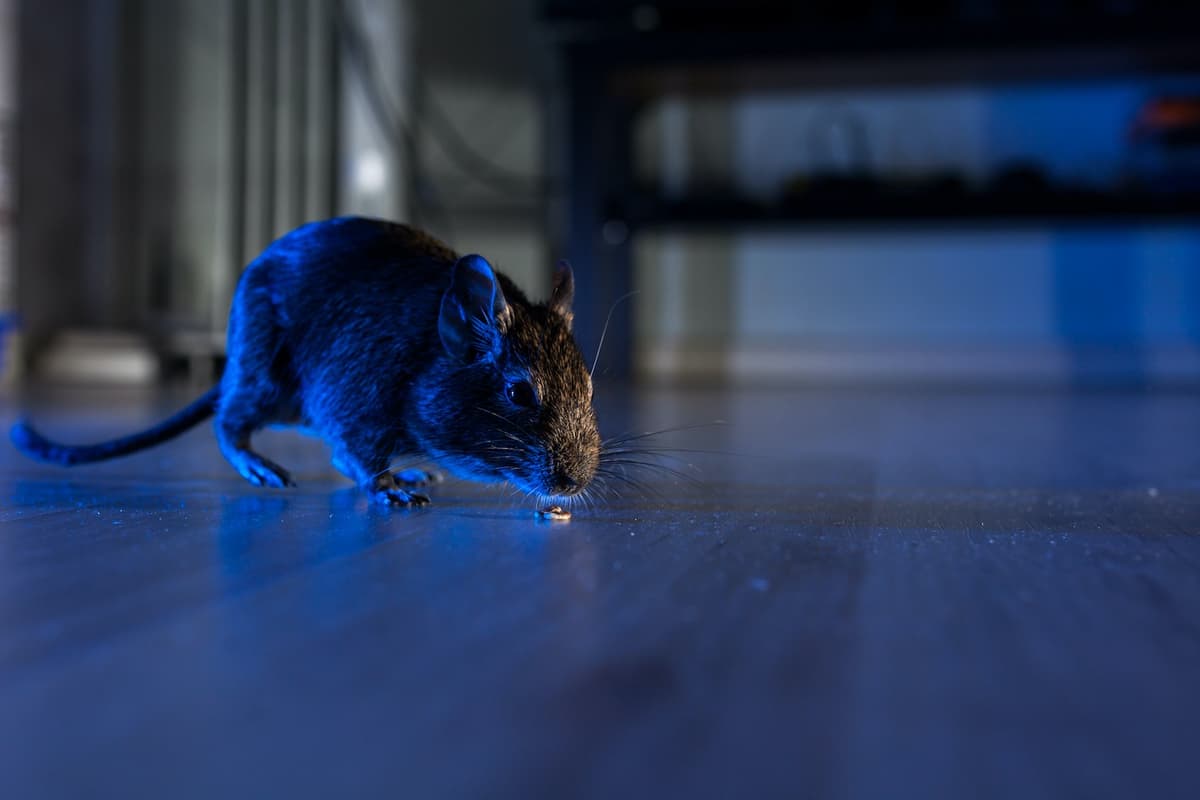 Rodent Roaming at Night