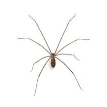 What do Cellar Spiders Look Like? | How to ID Spiders