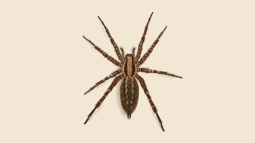Funnelweb Spider Illustration