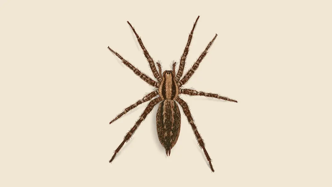 Funnelweb Spider Illustration