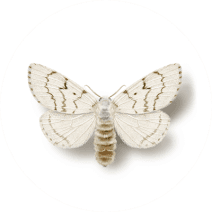 Spongy Moth Facts and Information 