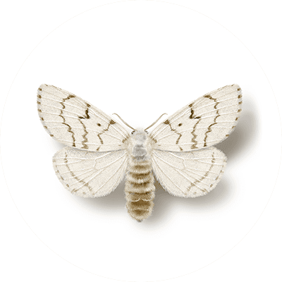 Spongy Moth illustration