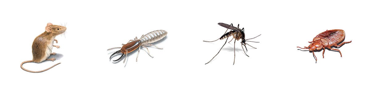 Holiday Home Pests - Rat, Termite, Mosquito, and Bed Bug Illustrations