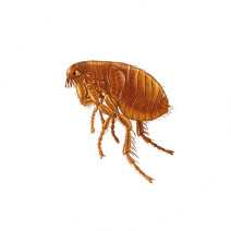 Flea Exterminator - How To Identify & Get Rid Of Fleas