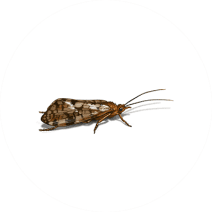 Caddisflies Exterminator - How To Identify & Get Rid Of Caddisflies
