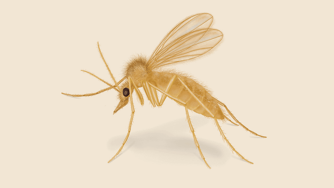 Sand fly illustration