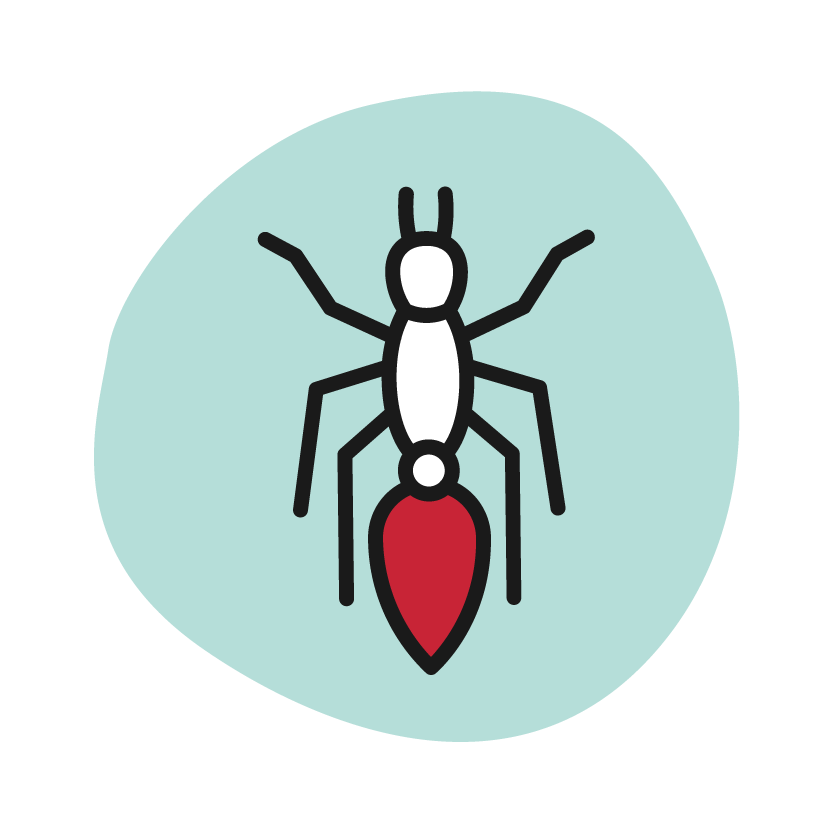 Ant Icon