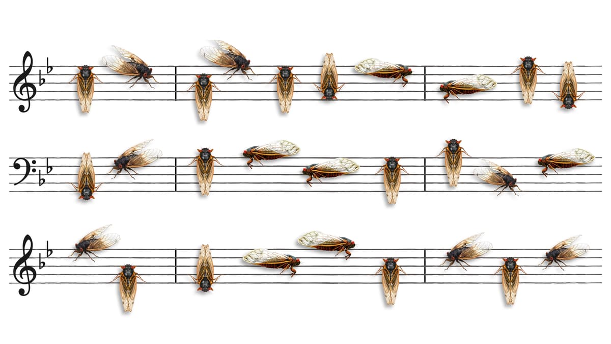 Orkinstra - Cicada images as musical notes on sheet music