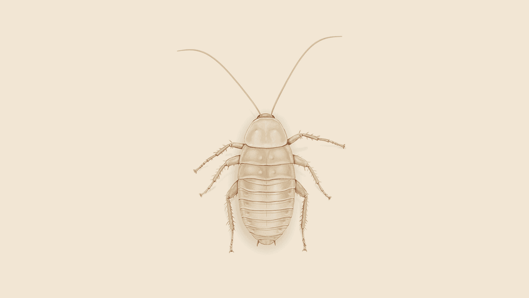 Albino Cockroach Illustration.