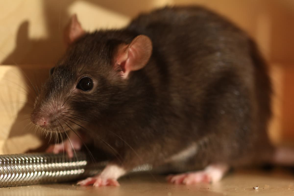 Rat on a facility’s floor