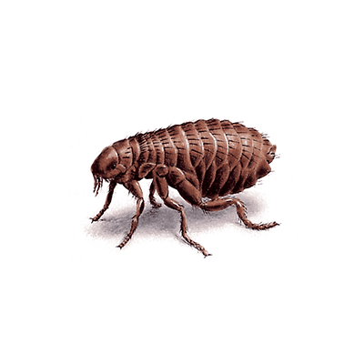 Brown flea image