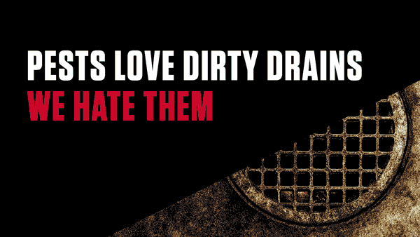 Pests Love Dirty Drains. We Hate Them.