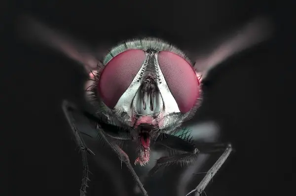 close up of fly