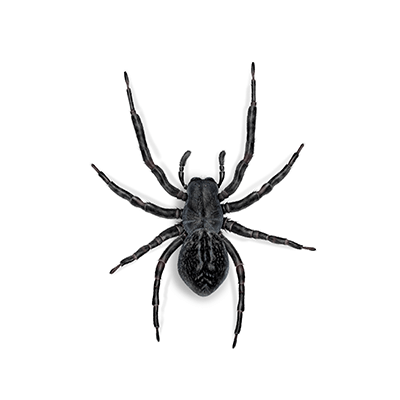 Black House Spider Illustration