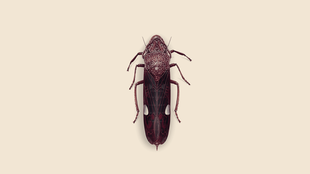Glassy-Winged Sharpshooter Illustration.
