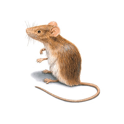 Field mouse illustration