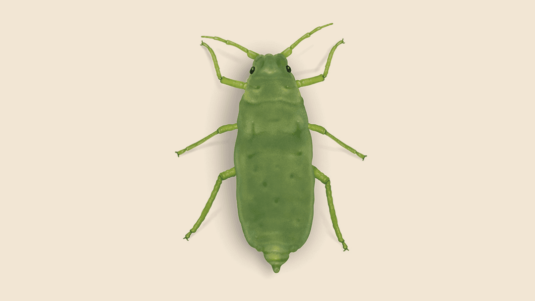 Russian Wheat Aphid Illustration