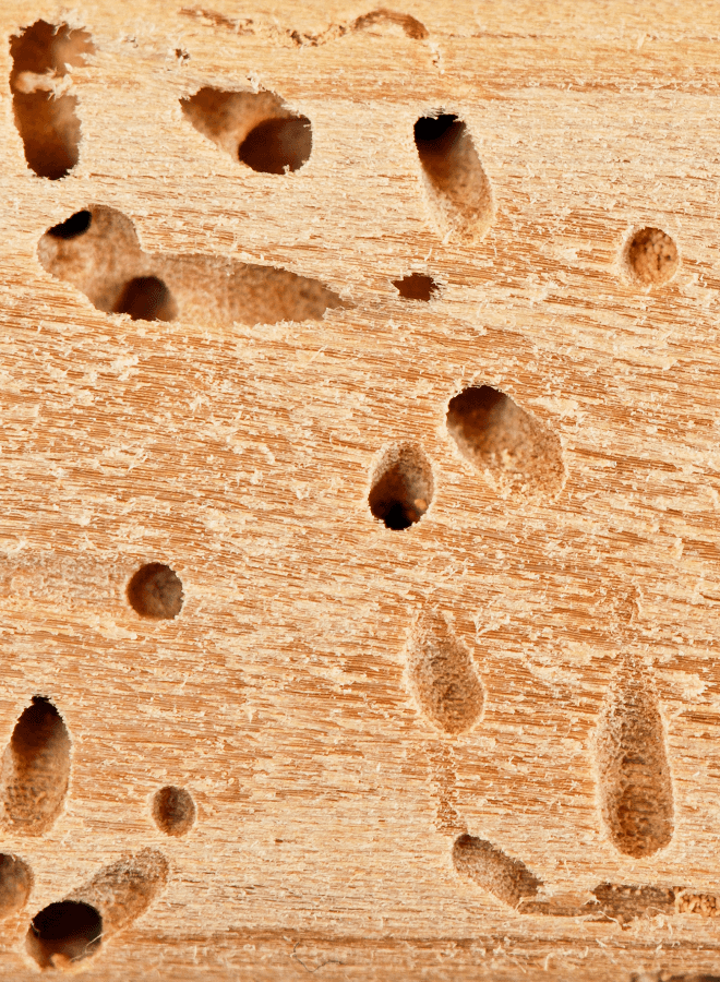 Termite holes