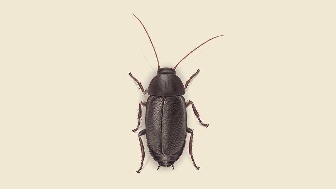 Pacific Beetle Cockroach Illustration