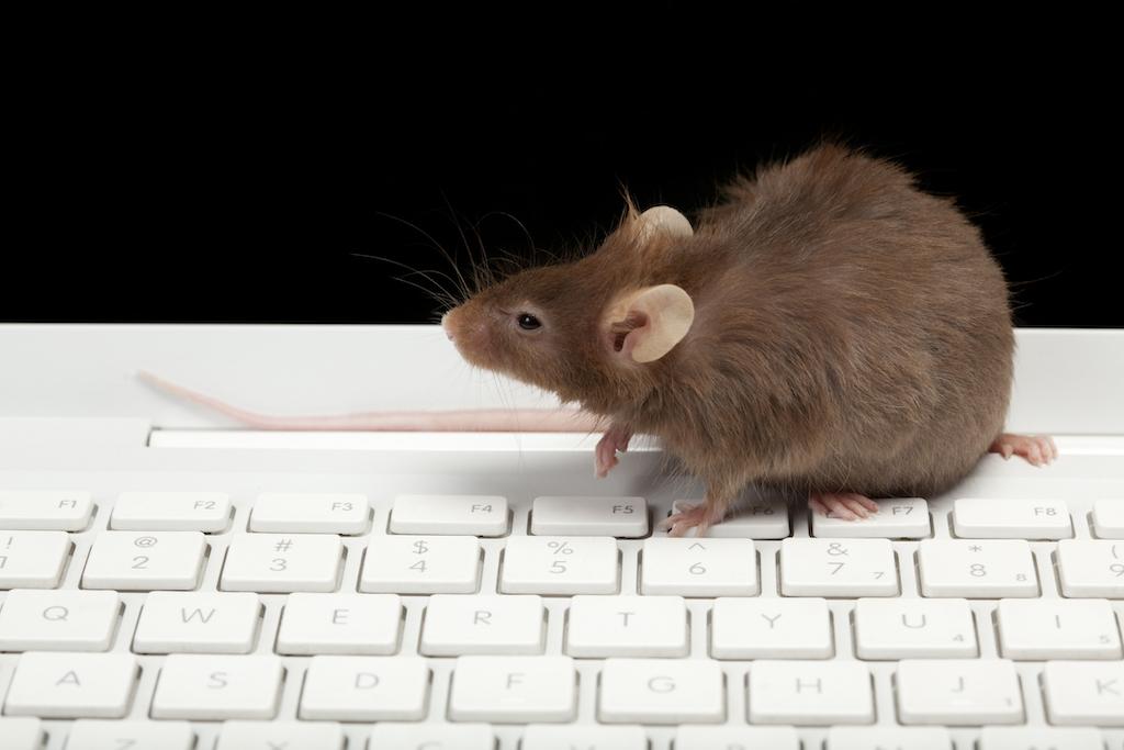 Mouse on a Keyboard
