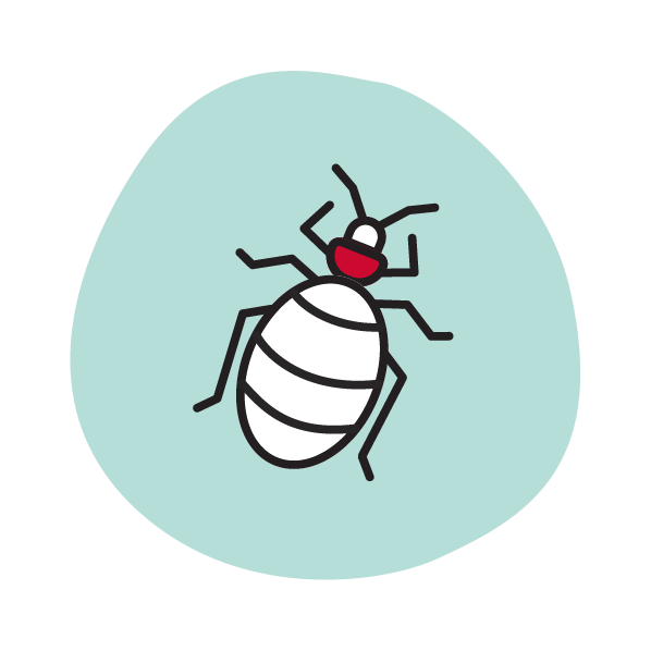 Bed Bugs Icon