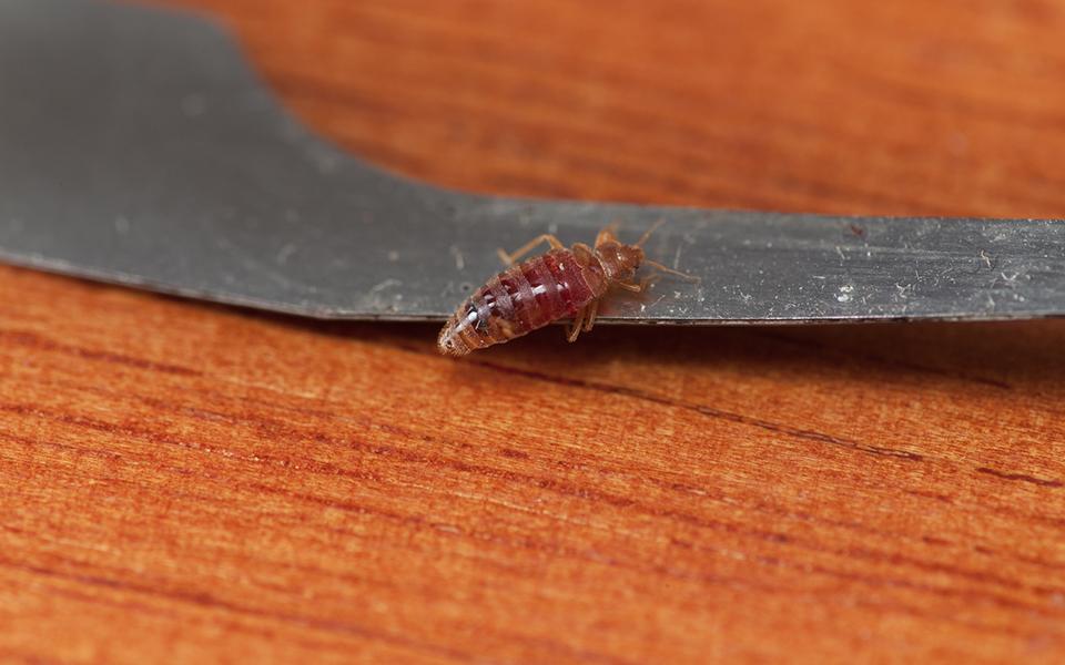 Bed Bug in Hotel
