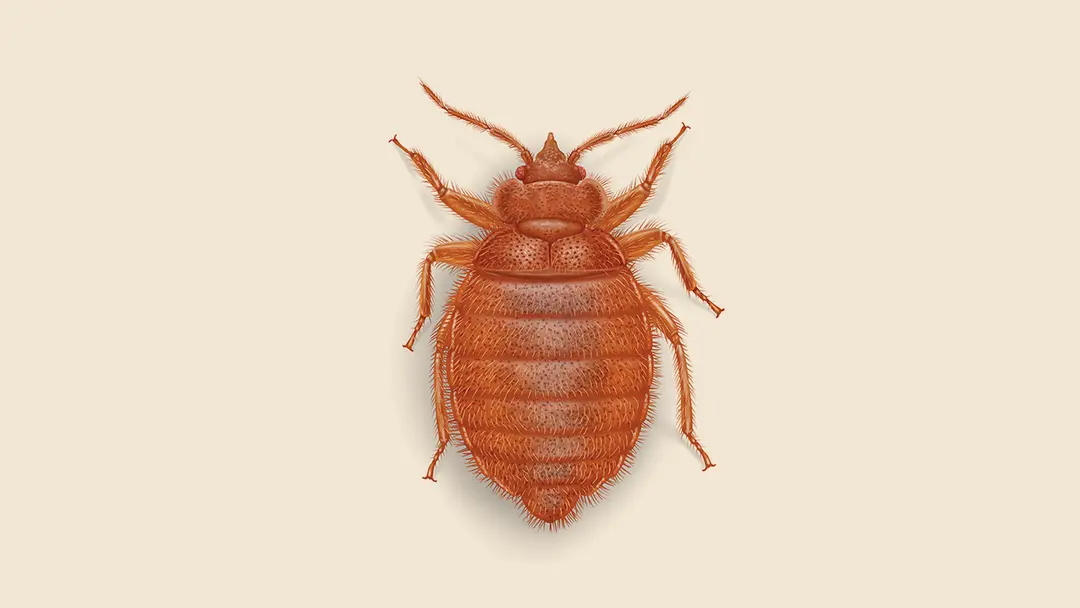 Bat bug illustration