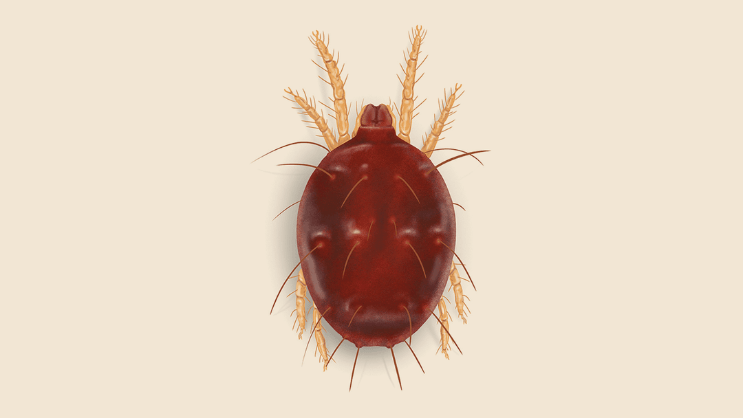 Southern Red Mite Illustration